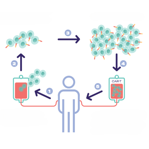 Programmer des cellules capables de reconnaître et de tuer le cancer